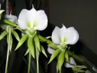Angraecum, Orchide comte