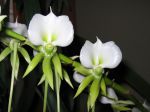 Angraecum longicalcar x nosy be, orchidée comète