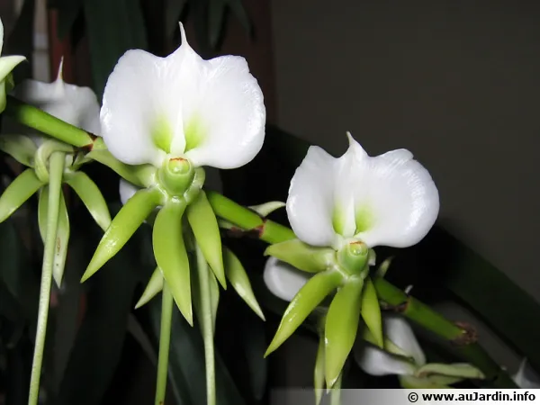 Angraecum longicalcar x nosy be, orchidée comète
