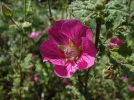 Mauve du Cap, Mauve africaine, Anisodonte du Cap, Anisodontea capensis