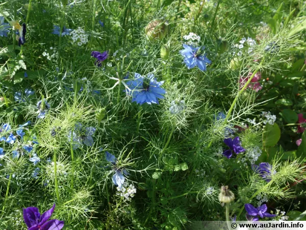 Un mélange d'annuelles dans les massifs