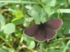 Tristan (Aphantopus hyperanthus)