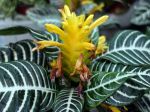 Plante zèbre, Aphelandra squarrosa ‘Dania’
