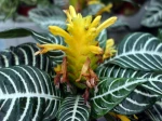 Plante z�bre, Aphelandra squarrosa �Dania�