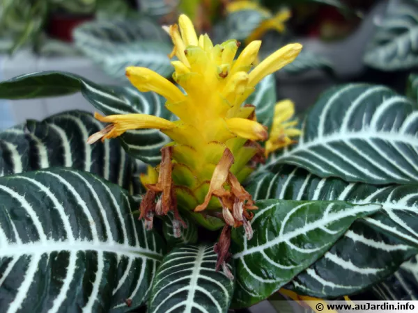 Plante zèbre, Aphelandra squarrosa ‘Dania’