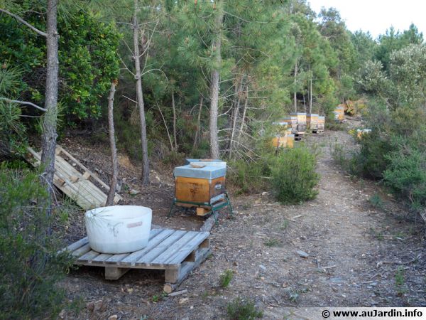 Pour une apiculture durable...