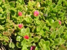Apt�nie cord�e, Fico�de � feuilles en c�ur, Aptenia cordifolia