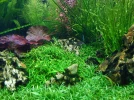 Mise en sc�ne en aquascaping