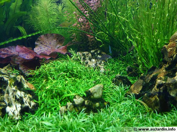 Un aquarium verdoyant avec quelques roches apparentes