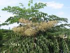 Anglique en arbre du Japon, Aralie japonaise, Aralia elata   