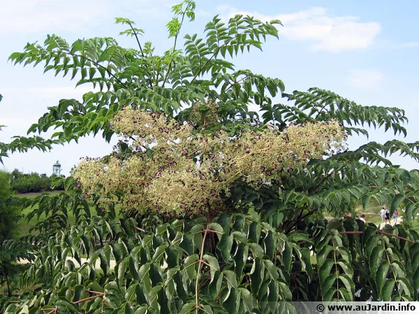 Angélique en arbre du Japon, Aralie japonaise, Aralia elata