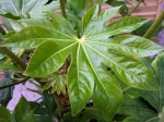 Feuille du Faux-ricin, Aralia du Japon, Fatsia japonica