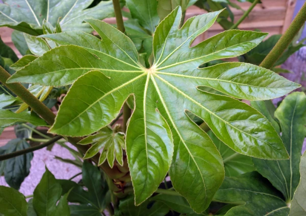 Feuille du Faux-ricin, Aralia du Japon, Fatsia japonica