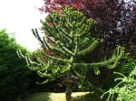 D�sespoir des singes, Araucaria araucana