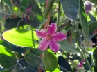 Araujia porte-soie, Kapok, Plante cruelle, Araujia sericifera
