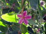 Araujia porte-soie, kapok, Plante cruelle, Araujia sericifera Araujia porte-soie, kapok, Plante cruelle, Araujia sericifera