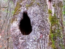 Les arbres creux, une bndiction pour la faune