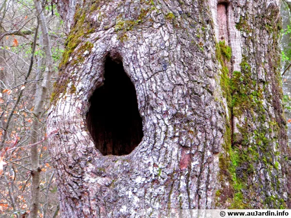 Les arbres creux