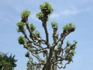 L'lagage des arbres