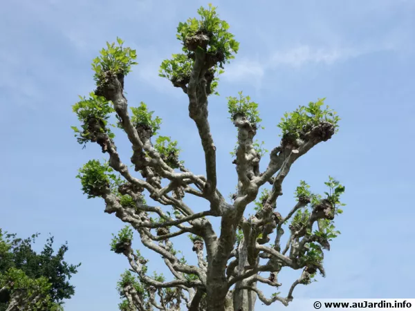 L'lagage des arbres