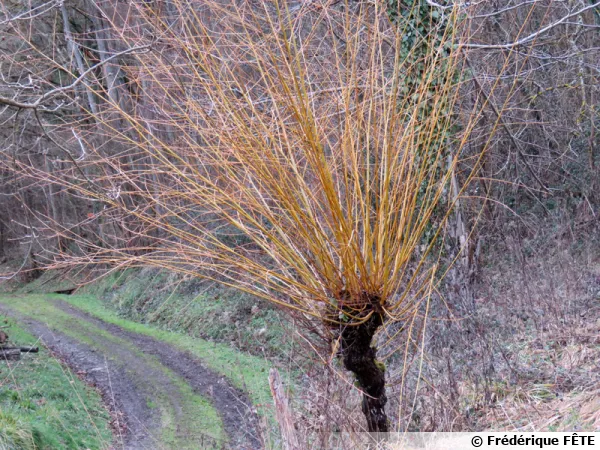 Un saule tétard