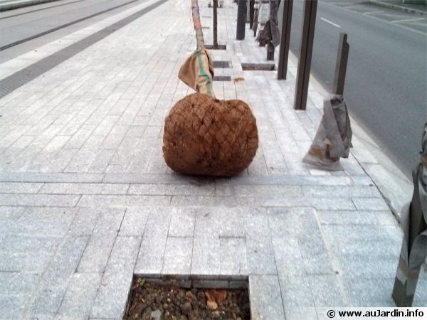 Mise en place d'un arbre dans une fosse d'une dalle de tramway