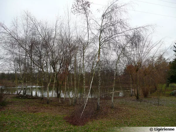 Arbres malmenés par la tempête