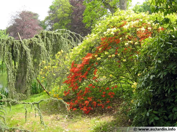 Arbres et arbustes installs en fonction de leurs besoins