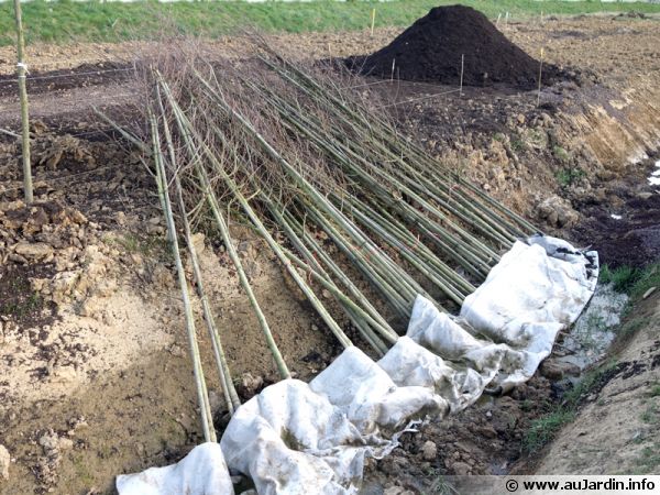 Arbres placés en jauge avant plantation