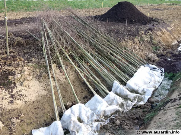 Arbres placés en jauge avant plantation