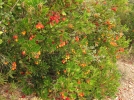 Les plantes xrophytes