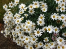 Anthmis des Canaries, Marguerite des Canaries, Argyranthemum frutescens