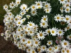 Anthmis des Canaries, Marguerite des Canaries, Argyranthemum frutescens