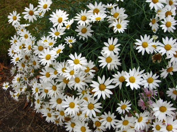 Argyranthemum frutescens 'Maggy White Parachute'