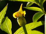 Arisème jaune, Lis cobra jaune, Arisaema flavum