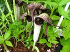 Arisme, Arisaema thunbergii