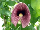 Aristoloche gante, Aristolochia gigantea
