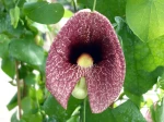Aristoloche g�ante, Aristolochia gigantea