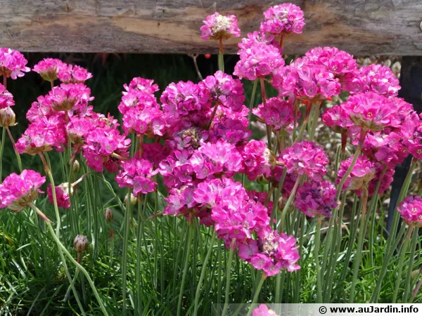 Gazon d'Espagne, Armeria maritima, Oeillet de mer