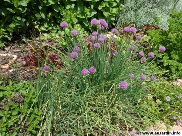 Coin d'aromatiques au jardin, ciboulette, thym, persil, origan, ...