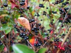 Aronie pourpre, Aronia x prunifolia