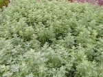 Absinthe, Artemisia absinthium
