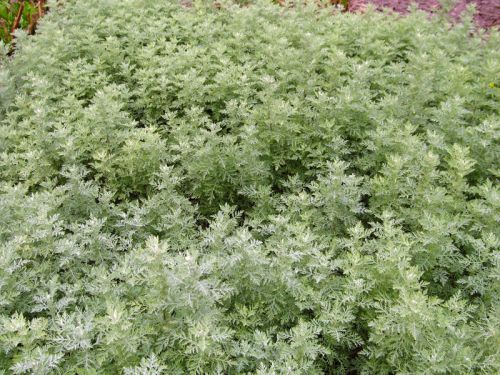 10 graines Lanyana Artemisia afra Absinthe africaine