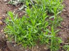 Estragon, Artemisia dracunculus
