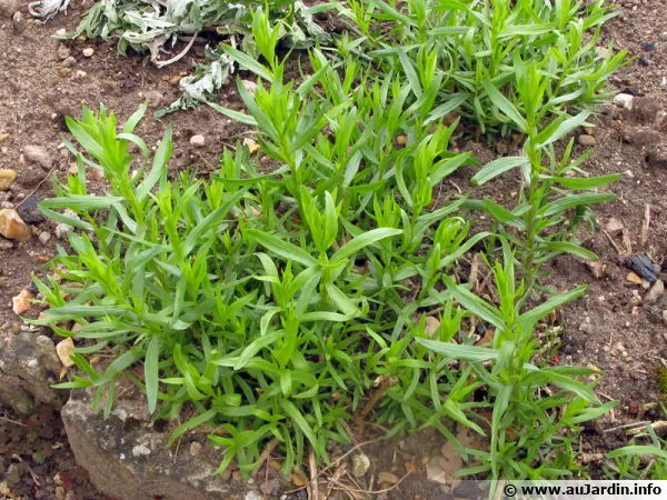 Estragon, Artemisia dracunculus