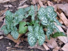 Arum d'Italie, Gouet d'Italie, Arum italicum
