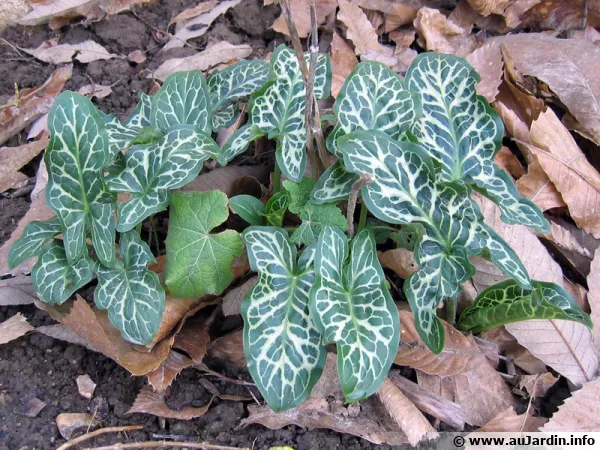 Arum d'Italie, Gouet d'Italie, Arum italicum