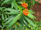 Ascl�piade de Cura�ao, Asclepias curassavica