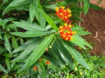 Ascl�piade de Cura�ao, Asclepias curassavica