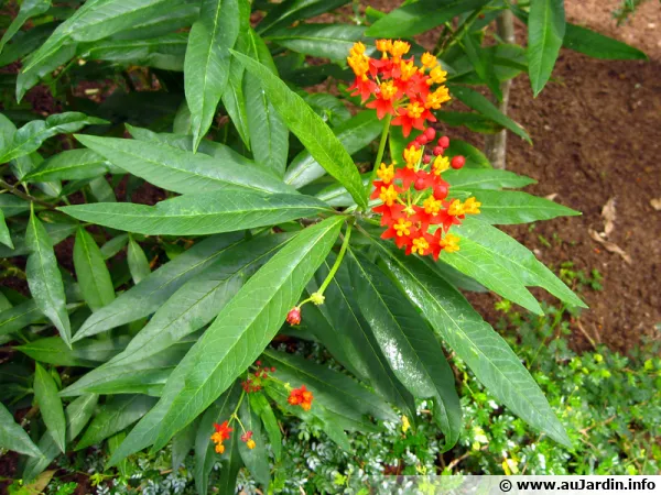 Asclépiade de Curaçao, Asclepias curassavica